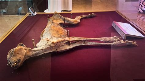 Experts share details of cheetah remains found in Saudi Arabia .